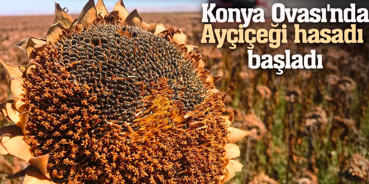 Konya Ovası'nda ayçiçeği hasadı başladı