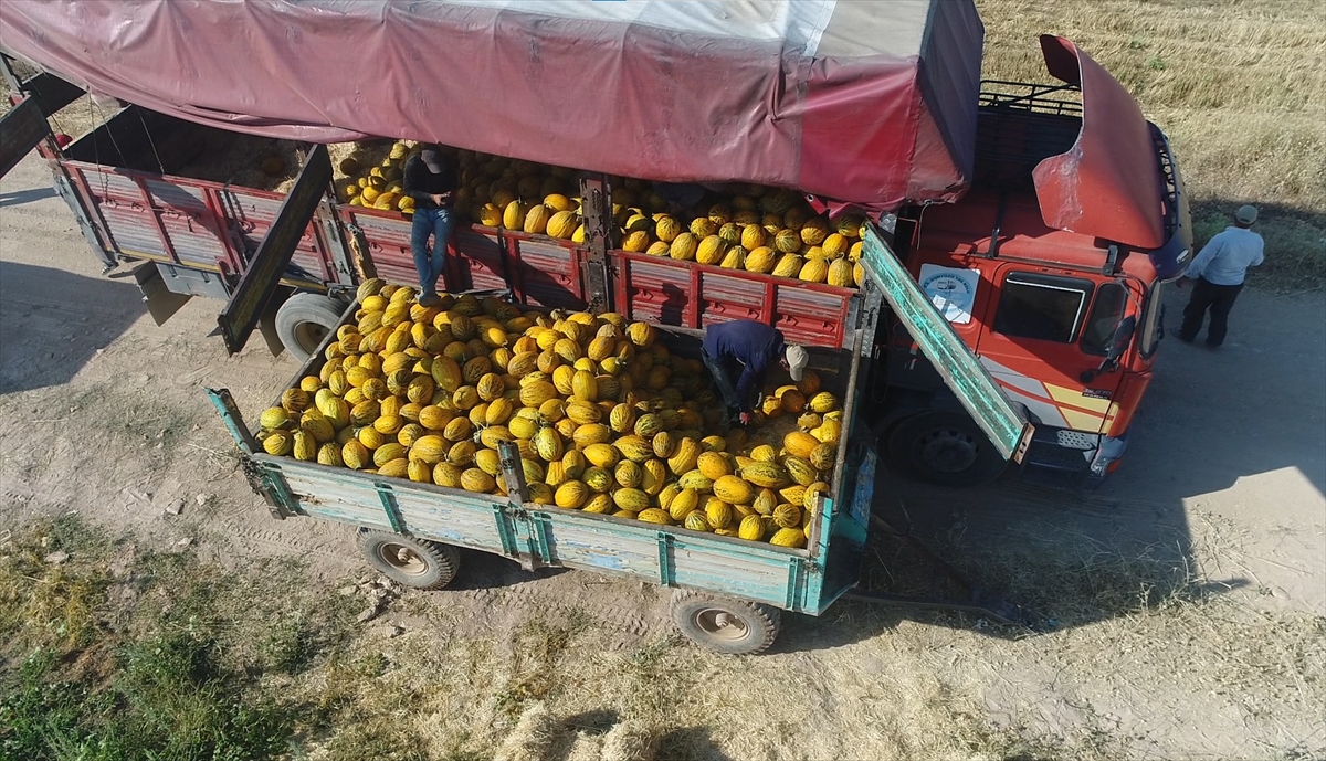 Çumra'da "Tarım Bayramı" Etkinliği Düzenlenecek