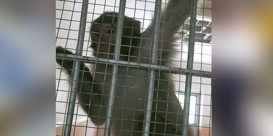 Maymun tarafından ısırılan çocuk hastaneye kaldırıldı