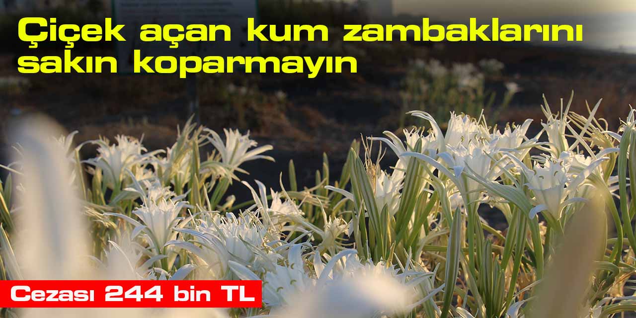Cezası 244 bin TL: Çiçek açan kum zambaklarını sakın koparmayın