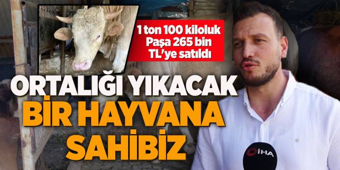Ortalığı yıkacak bir hayvana sahibiz 1 ton 100 kiloluk Paşa