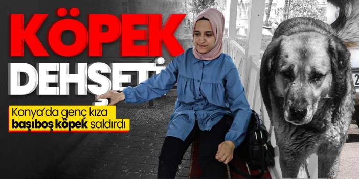 Konya'da başıboş köpek dehşeti! Genç kıza saldırdılar