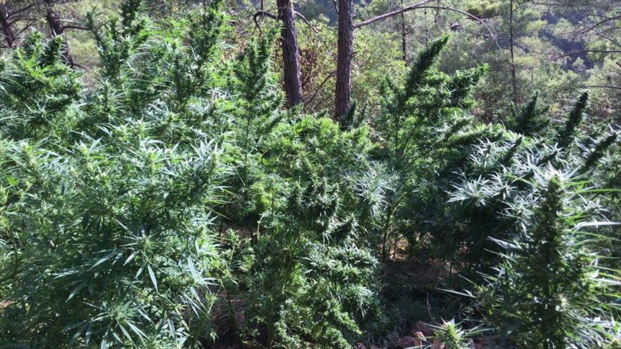 Hatay'da 105 bin kök skunk ve 25 kilo 500 gram esrar ele geçirildi