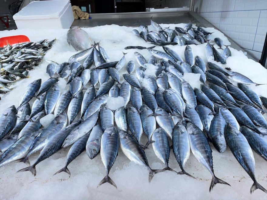 Karadeniz'de deniz suyu sıcaklığı balık avcılığını olumsuz etkiledi