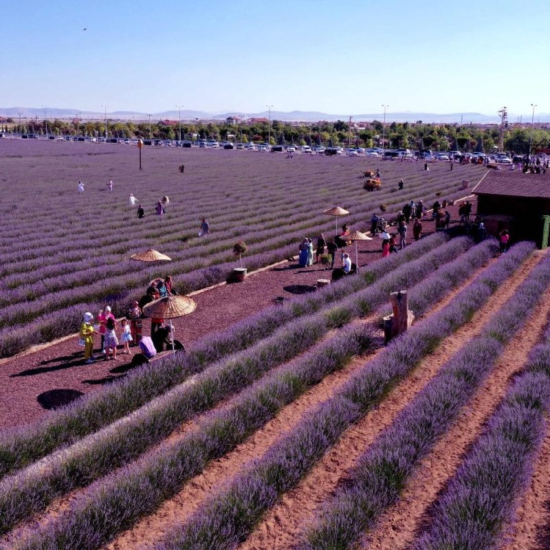 konyada-mor-festival-basliyor.jpg