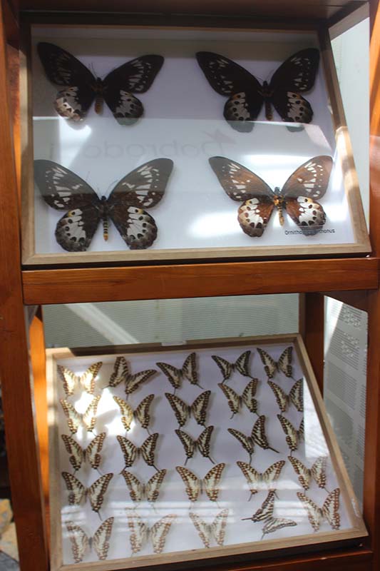 konya-tropikal-kelebek-bahcesi-001.jpg