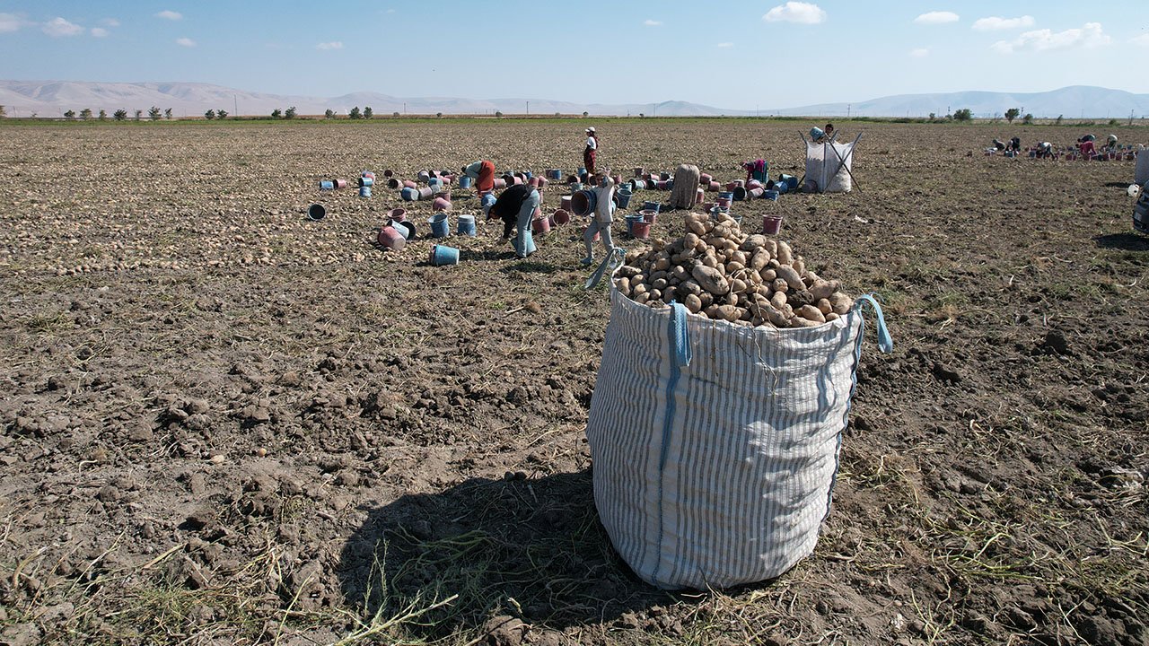 patates3.jpg